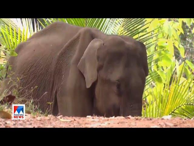 വഴിത്തെറ്റി കുട്ടിയാനയെത്തി; മയക്കുവെടി വയ്ക്കാന്‍ തീരുമാനം | Karikkottakary | Elephant