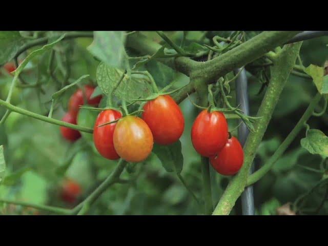 Melinda Myers Growing Tomatoes