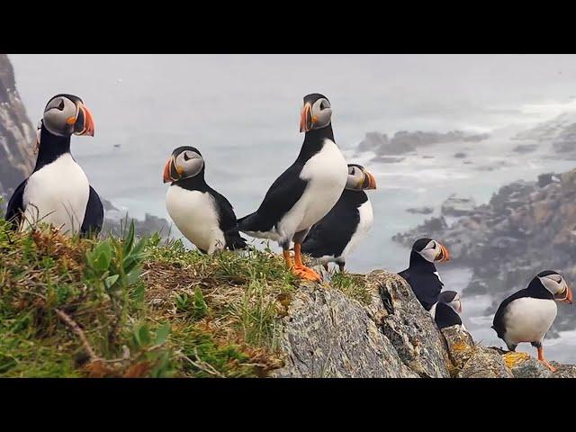 The Welcome Desk: A Closer Look at Seabirds