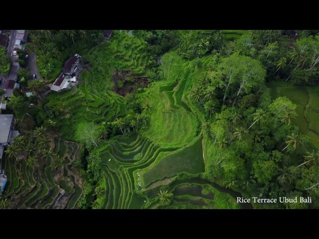 Rice fields of Bali May 2017