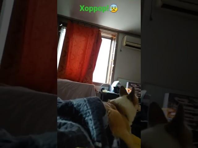 ХОРРОР ХАГГИ ВАГГИ!