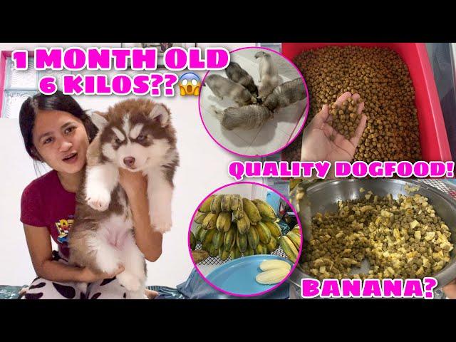 What Do We Feed Our Pups To Make Them Healthy? | VLOGMAS ‘22 Day 21 | Husky Pack TV