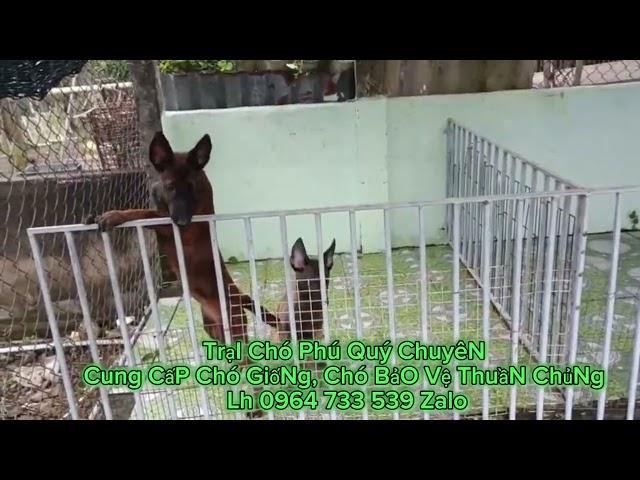 Malinois Becgie Bỉ thuần chủng Tìm nhà mới | Trại Chó Phú Quý
