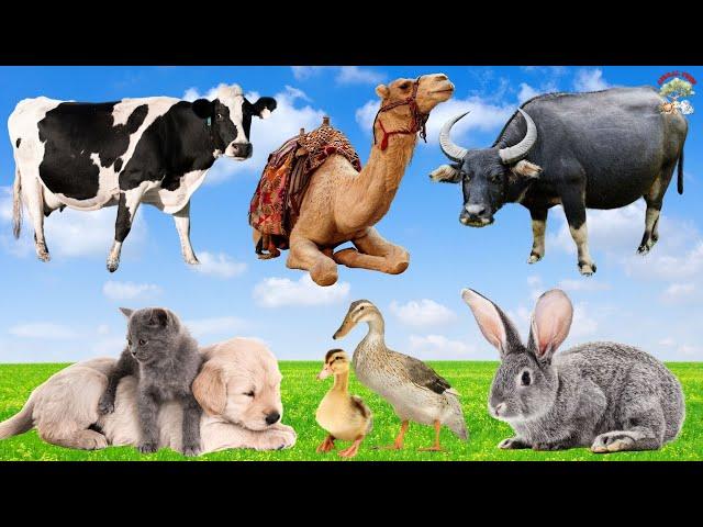 Cute Pets And Animals: Dog, Kitten, Duck, Rabbit, Cow, Camel, Buffalo - Animal Sounds