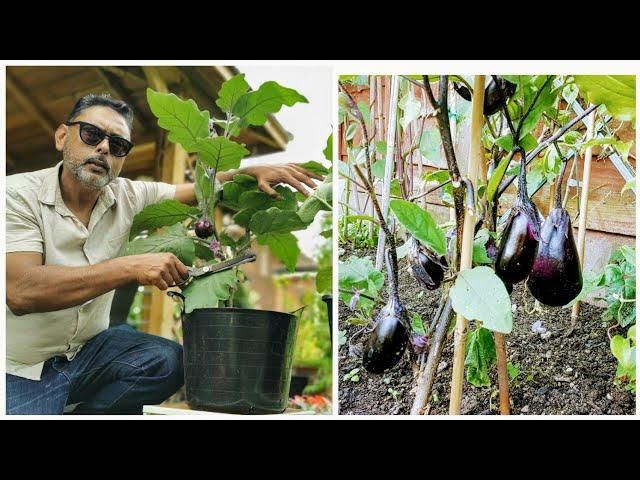 How To Prune Eggplant  | Tips For Growing Brinjal