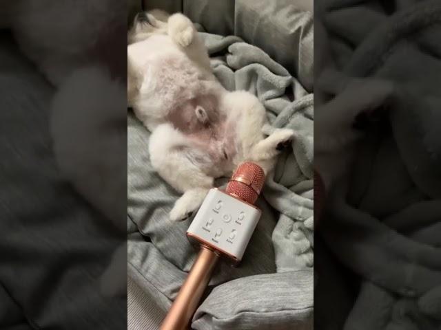 Dog farts into mic