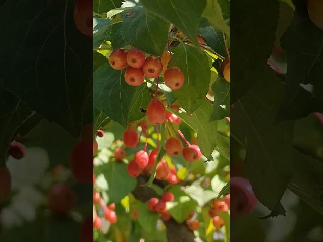 Слава Богу за всё #камчатка#осень#желтые