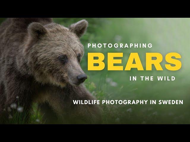 Spending the night in a BEAR HIDE - Wildlife Photography in Sweden