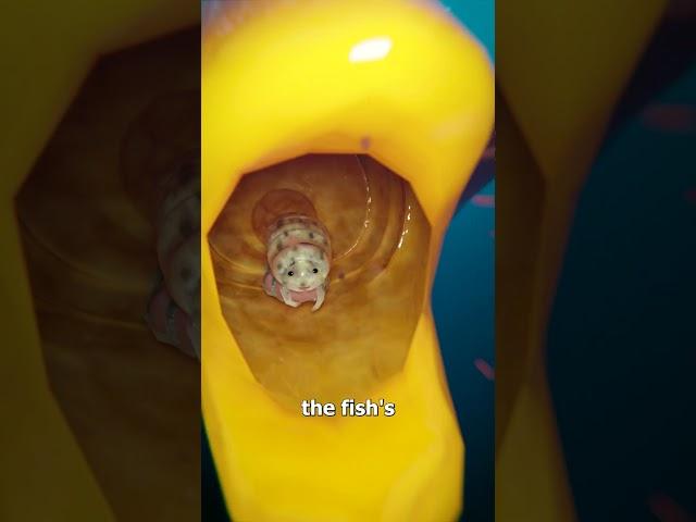Parasite Replaces A Fish's Tongue 