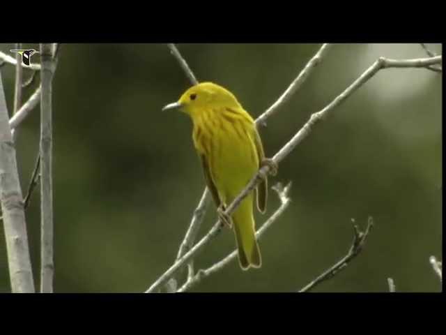 Yellow Warbler