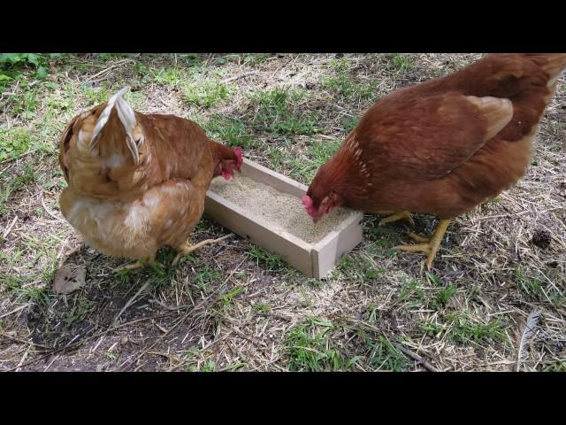 ISA Brown Chickens Eating Organic Layer Feed