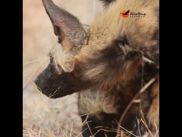 Young wild dogs on the move!  #wildlife #krugersafari #krugerparksafari #wilddog #krugerparksafaris