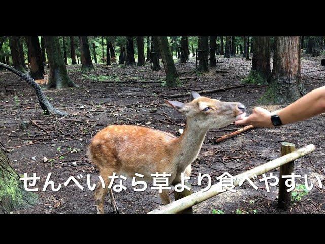 Nara  Japan おばあちゃん鹿の１日が始まる。食欲旺盛どんちゃん。