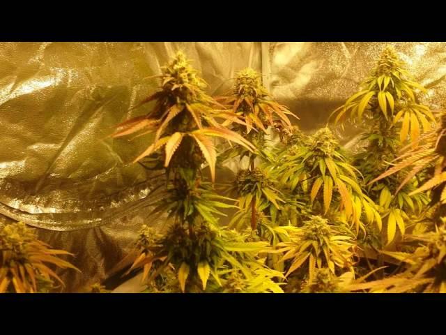 Gumps Greenhouse ( organic grow,  days from harvest)