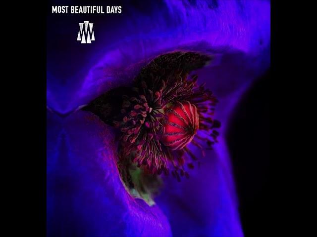 Out of your snare - Most Beautiful Days