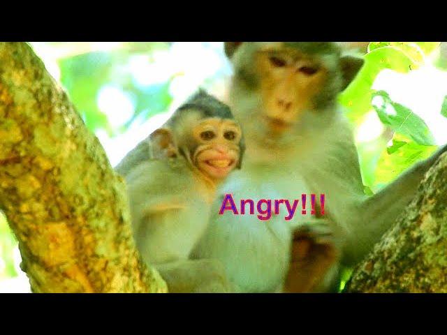 BABY MONKEY ALBA ANGRY MOM ANNA WEANING MILK HER MILK, BABY ALBA NEED MORE MILK...