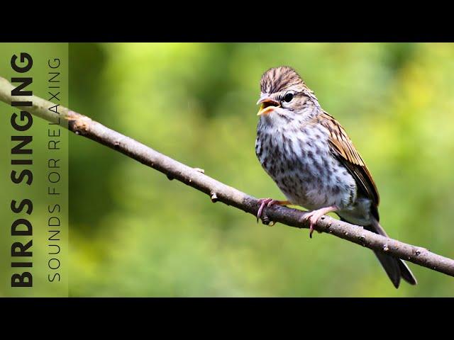 Birds Singing - Birdsong Helps Relieve Stress, Heal the Heart and Mind, and Calm the Nervous System