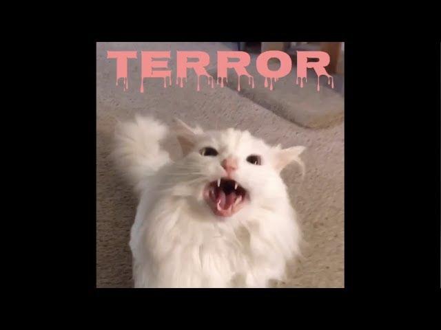 Thurston Waffles Brings You A Halloween Video Compilation!