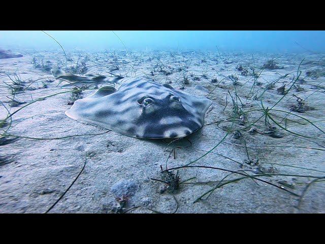 Scuba Diving La Jolla Beach Shores, San Diego, California Open Water