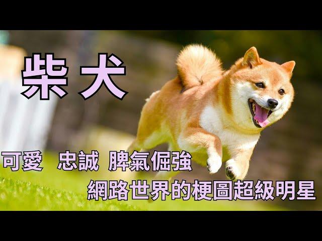 Shiba Inu - the super maker of internet memes, the most unique pet dog