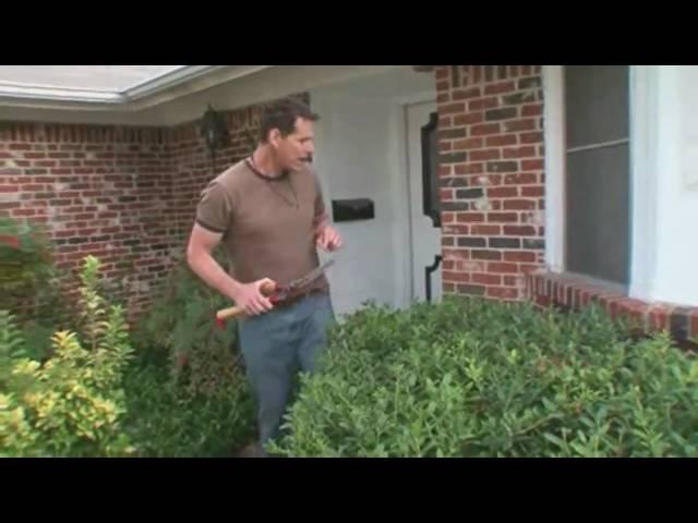 Landscaping Tips: How to Trim Bushes & Trees Near Your Home - Home Made Simple