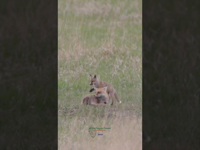 Determined Baby RED Fox Refuses to let Family SLEEP 