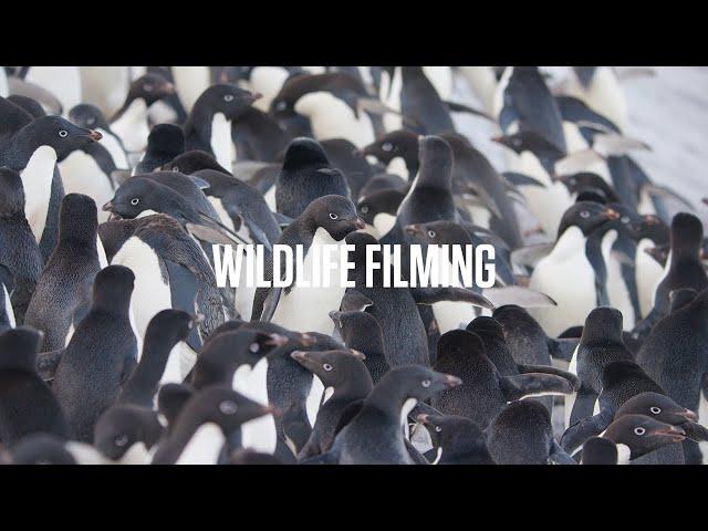 Sophie Darlington on wildlife filming