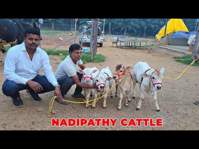 Nadipathy  cows | Below 02 Feet | Nadipathy Goshala | Yeleswaram #cow #insta #yt #animals #bull