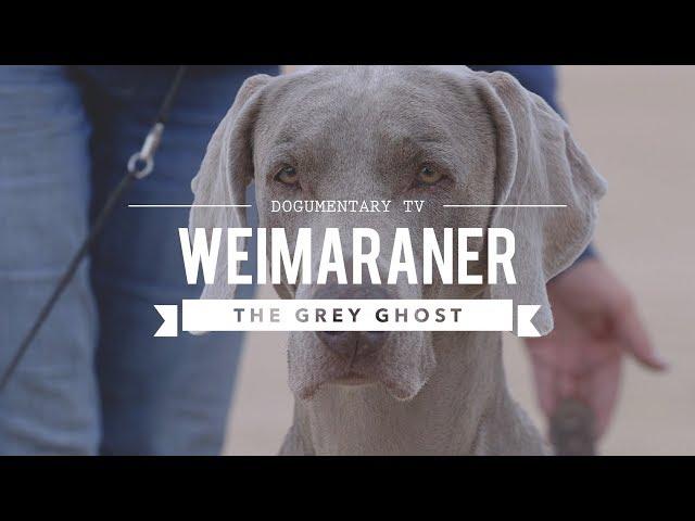 WEIMARANER BIG GAME HUNTER TO BIRD DOG