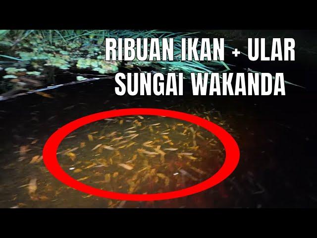 IKAN DAN HEWAN WAKANDA BERGEMBIRA MENYAMBUT ONGAH ABU NAWAS TURUN NOMBAK SETELAH CUTI HAMPIR 6 BULAN