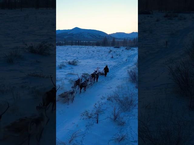 Всё надоело, уходим в тундру. #якутия #shots #russia #хочуврек #охота #рыбалка #снег #лед #тундра