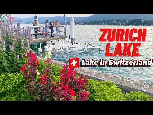 Zürich Lake , Switzerland | Zurich Lake in the summer ! Swiss View