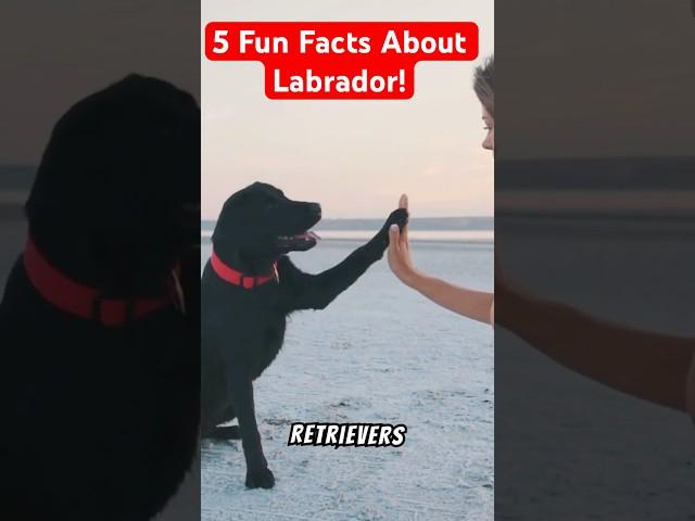 5 Fun Facts About Labradors You’ll Love!