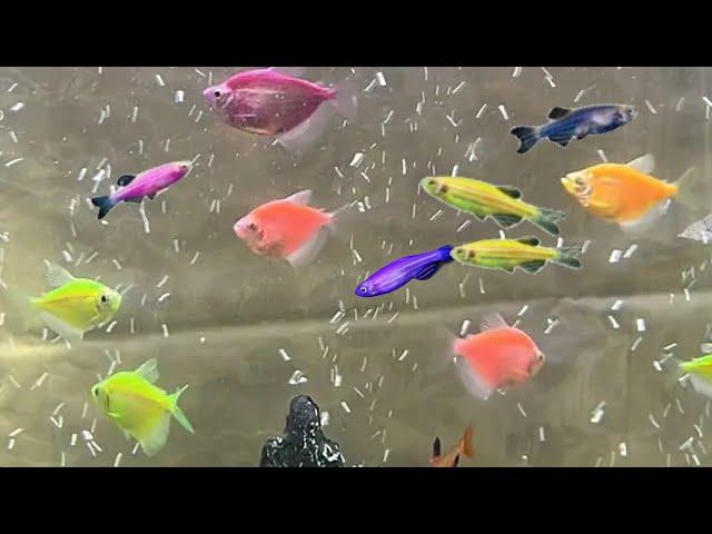 Can you keep Glofish tetra and Glofish danios? Can GloFish zebra and GloFish tetras live together?