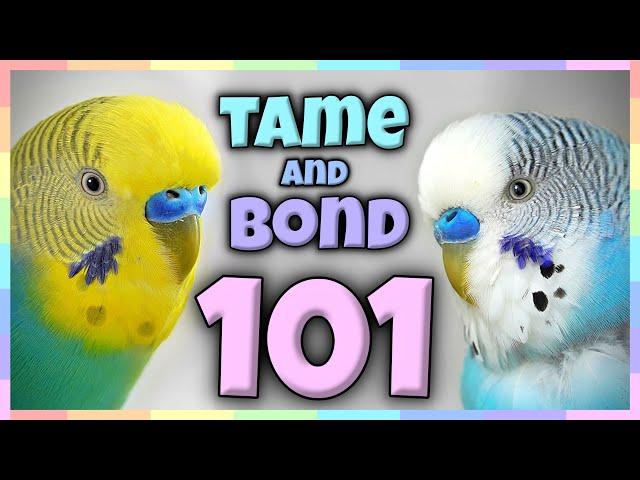 How to Bond, Tame and train your Bird | the ULTIMATE Guide