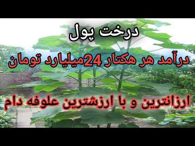 کشت علوفه ای پالونیا , درخت پالونیا , سود کاشت درخت پالونیا , معایب درخت پالونیا