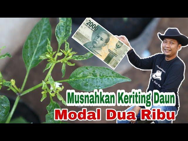 METODE TERBARU, ATASI KERITING DAUN MODAL 2.000 RUPIAH SAJA !!