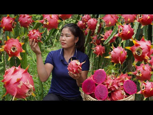 Harvest red dragon fruit to sell at the market, process and cook for living on the farm