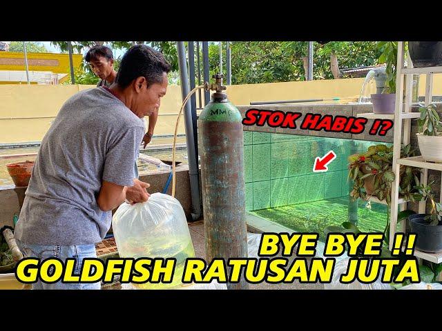 Stok Mas Koki Habis ⁉ Pengiriman Ikan Ratusan Juta Maya Rizka Goldfish Ke Singapore