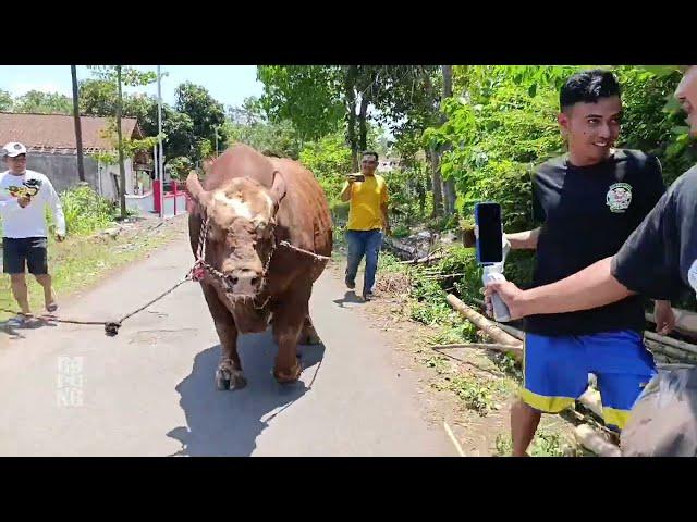 Latihan fisik sebelum bertarung di arena kontes