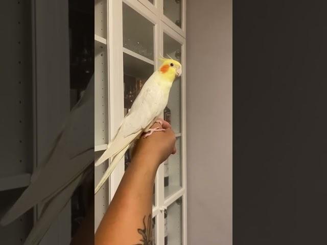 Cockatiel singing opera Libiamo ne' lieti calici