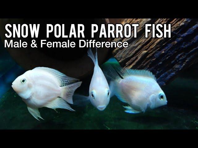 Snow Polar Parrot Fish Male Female Difference in Hindi/Urdu - Imran's World