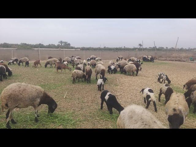 دوره تسمين الخرفان من رمضان الي العيد الكبير (الحلقه الأولي )