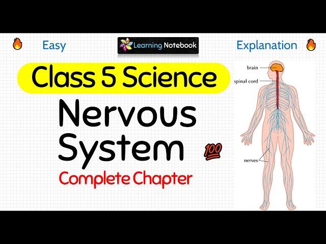 Class 5 Science Nervous System