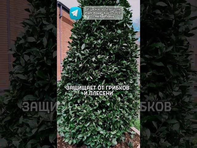 Зачем огородники кладут лавровый лист в почву? Польза, о которой мало кто знает!