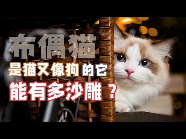 颜值逆天，又猫又狗，它叫布偶猫，它能有多沙雕？