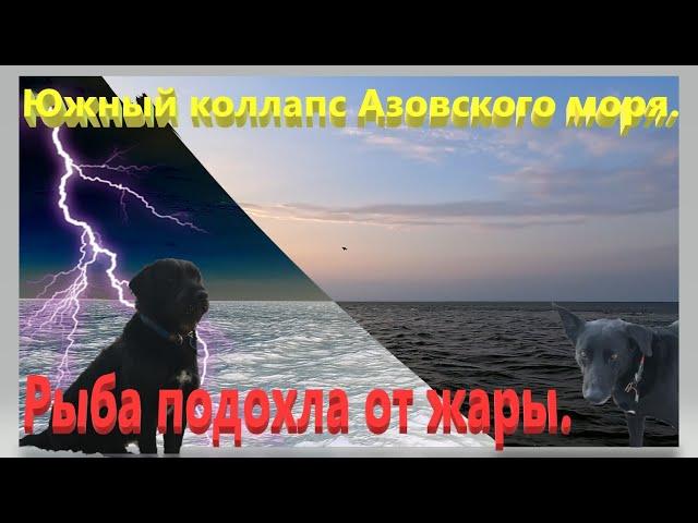 Коллапс на Азовском море. Рыба дохнет от жары. Лиза пропала. Бородач получил в глаз. Ейск.