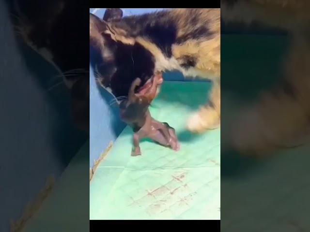 Mother cat "eats" its kitten after giving birth.