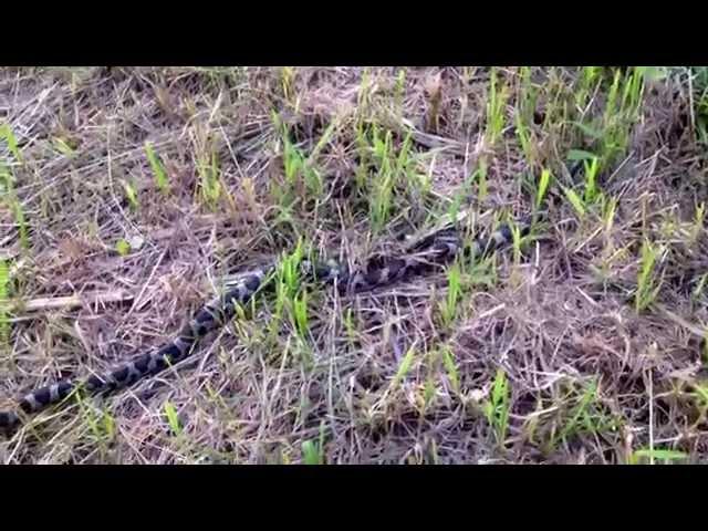 Milk snake (spotted adder) in the fields