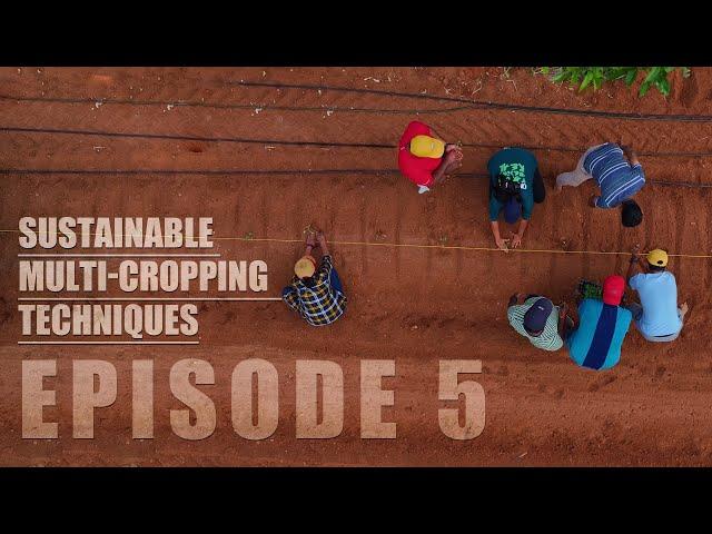 Pure Roots: The Untold Story of Organic Farming | Episode 5 - Sustainable Multi-Cropping  Techniques